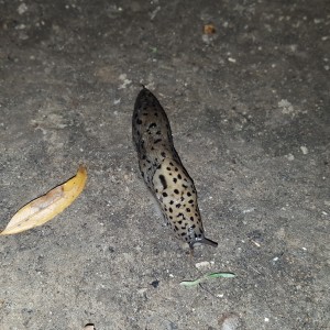 slug | babosa